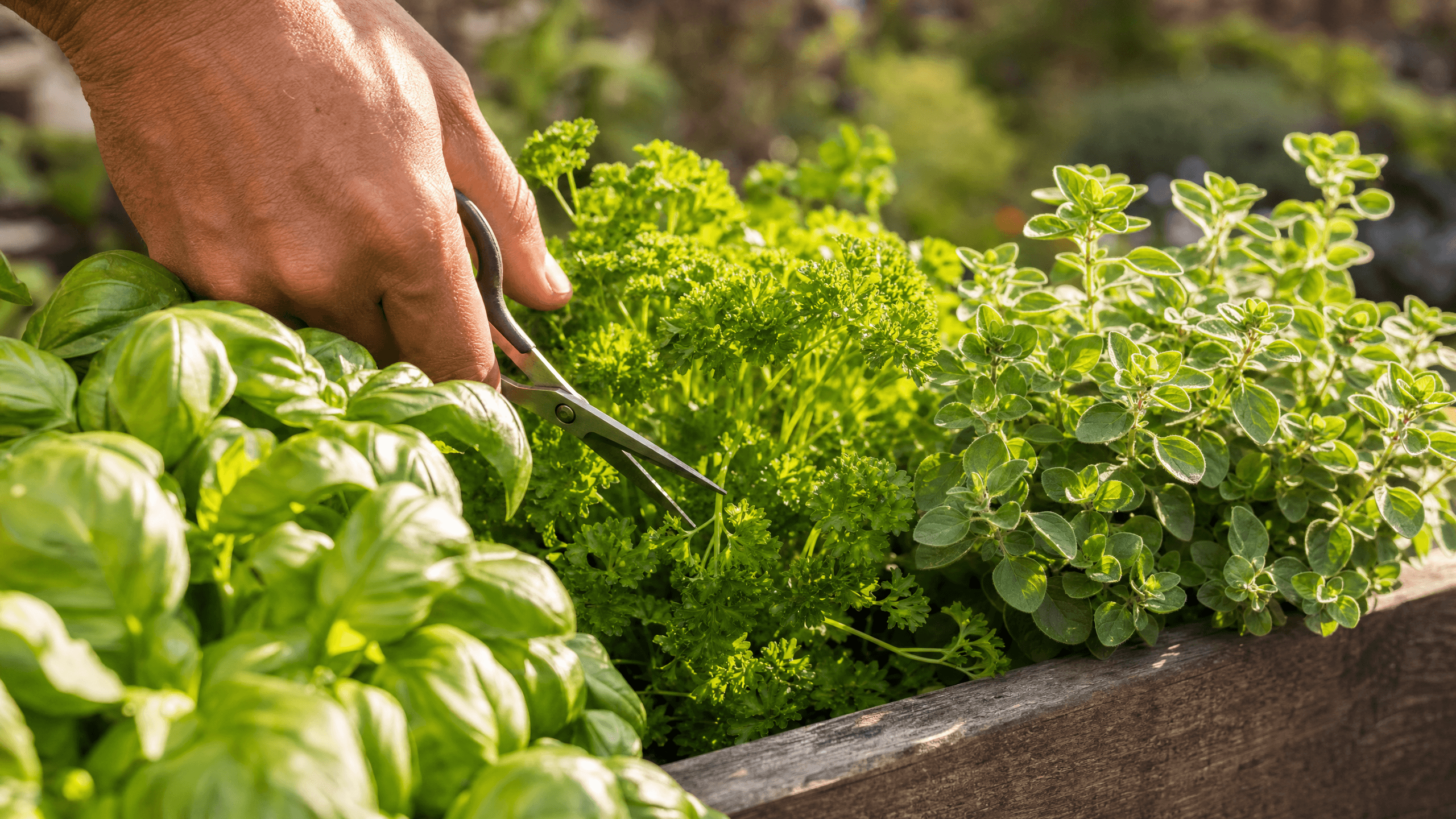 Late May Herb Harvesting: Maximizing Flavor Before the Summer Heat hero image
