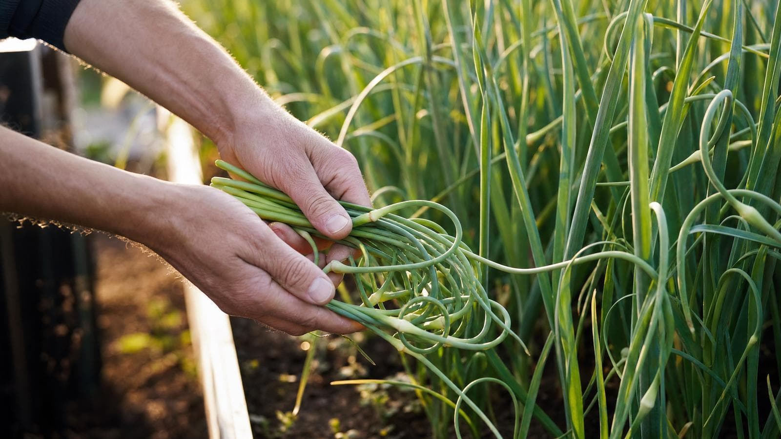 Garlic Scapes: How to Harvest Them, Cook Them, and Know When Your Garlic Is Ready to Dig hero image