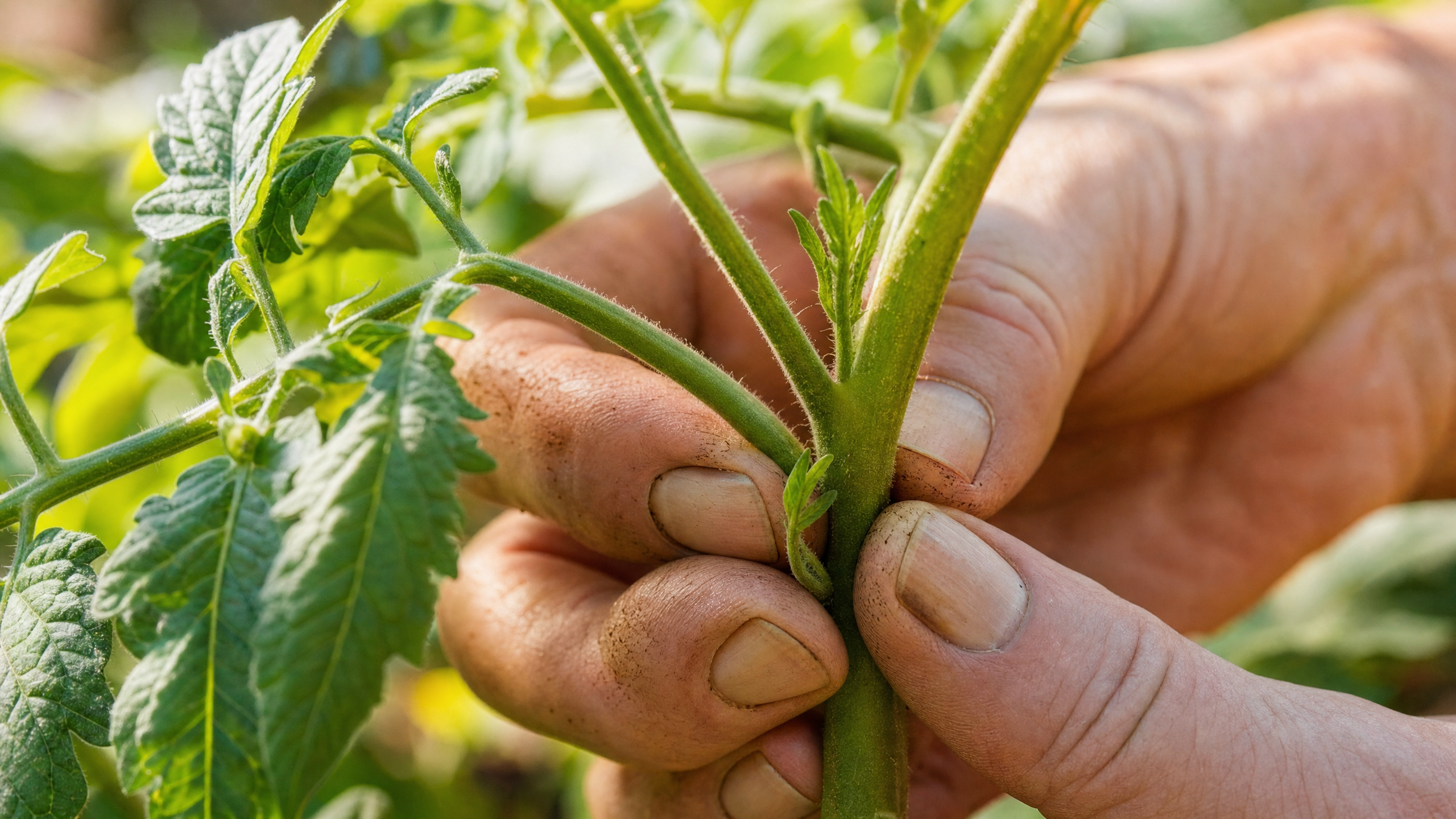 Pinching a tomato sucker