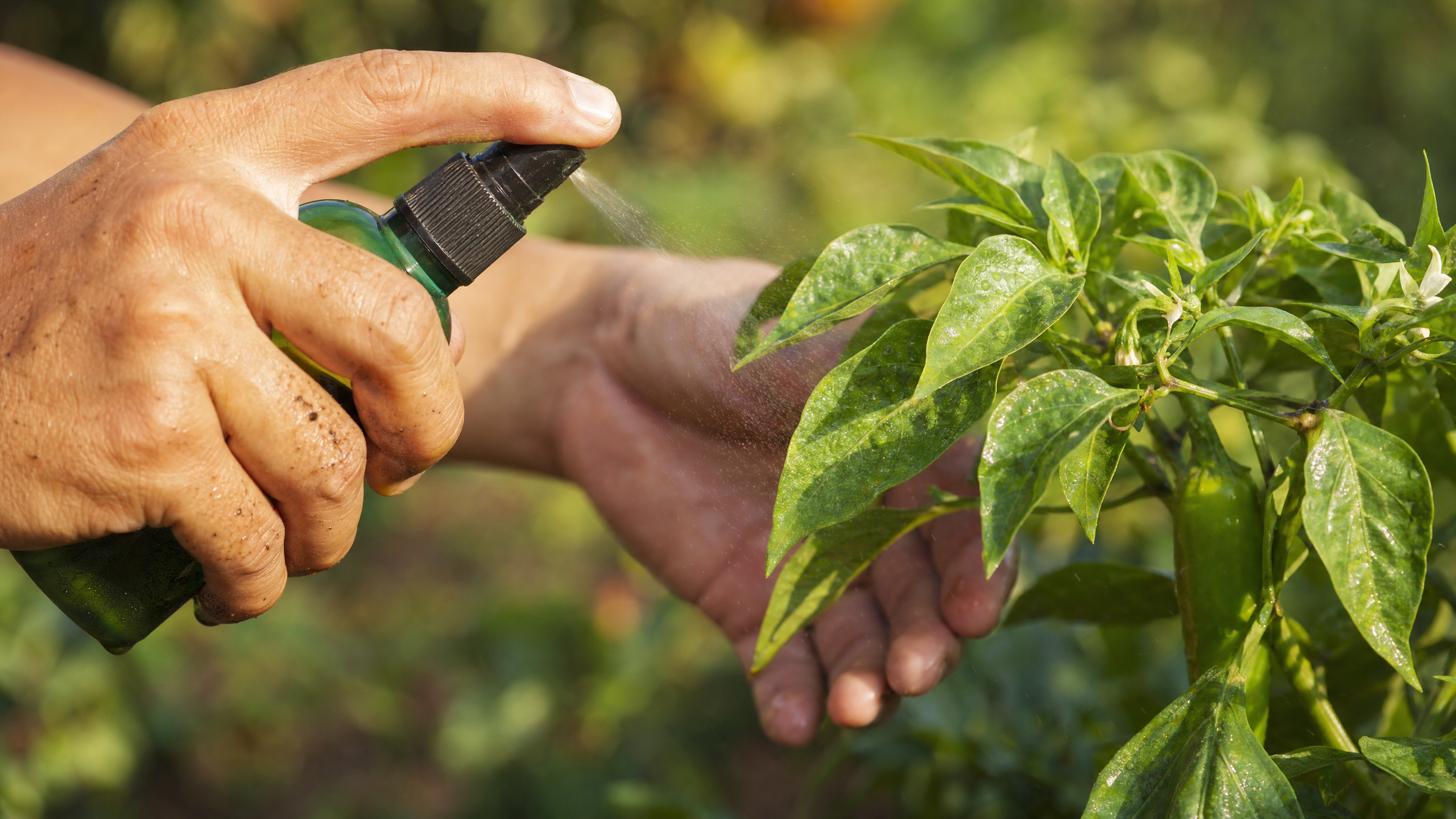 Applying organic neem oil spray to pepper plants