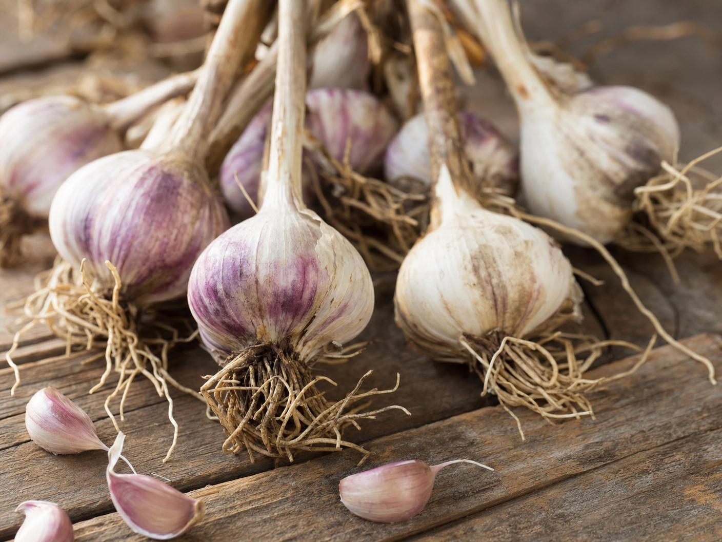 Freshly harvested hardneck garlic bulbs with papery purple-streaked skin on a rustic wooden surface