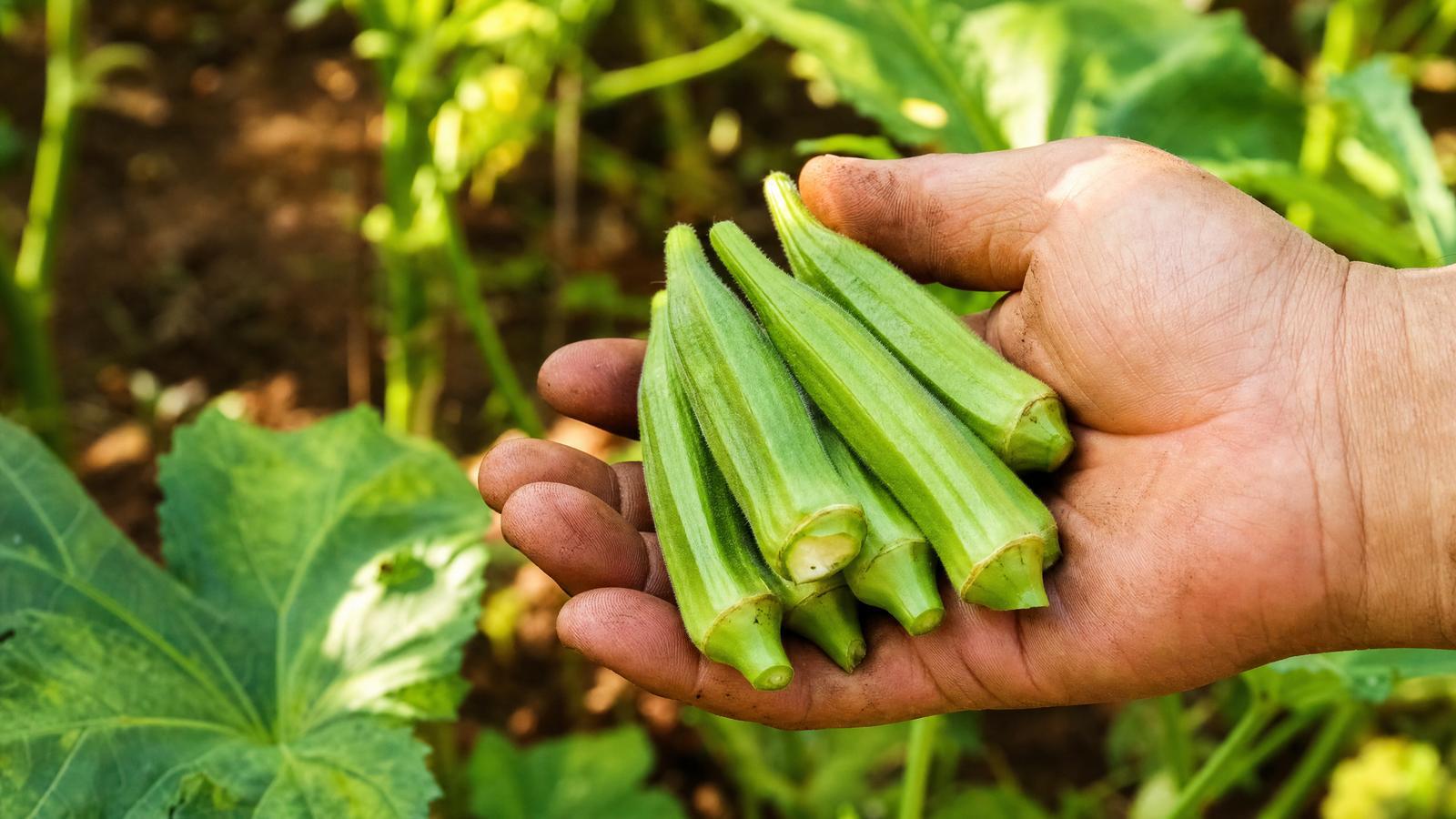 Freshly harvested okra pods held in a gardener's hand