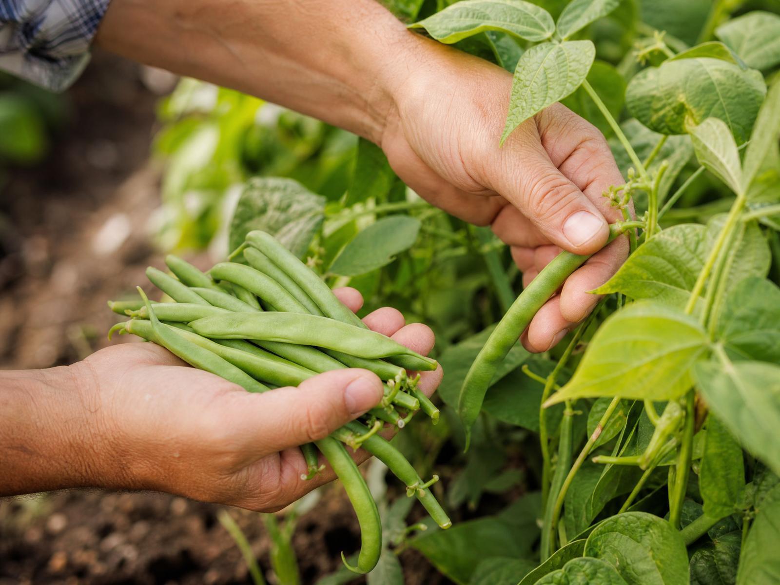 Harvesting fresh green beans from the garden