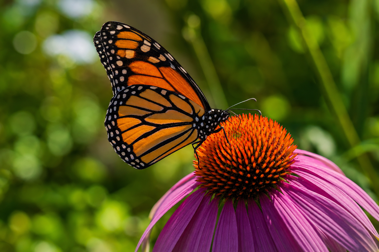 A monarch butterfly resting on a purple coneflower